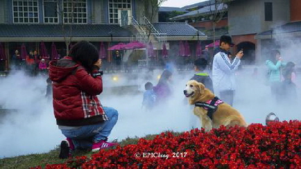 在傳藝迷霧森林為乖巧的毛小孩留下紀念照